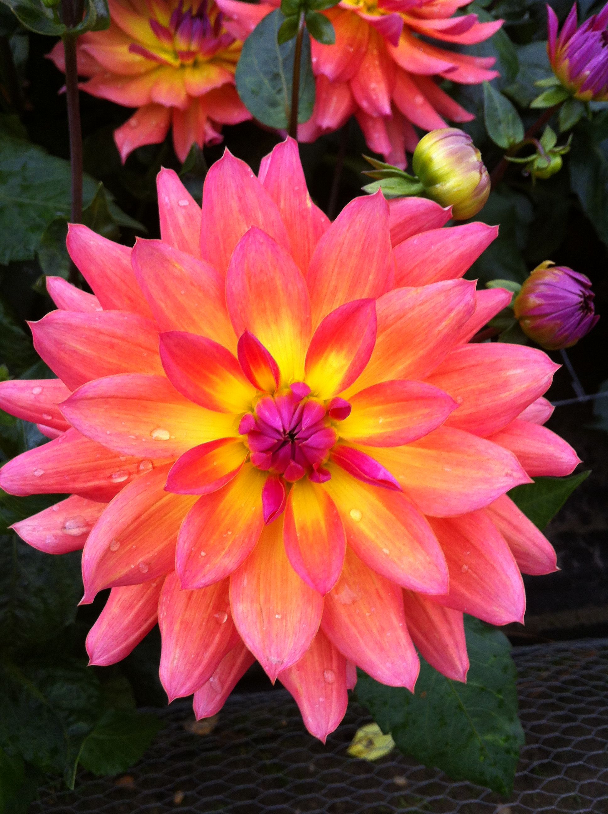 Vibrant dahlia Beautiful flowers, Flowers, Dahlia