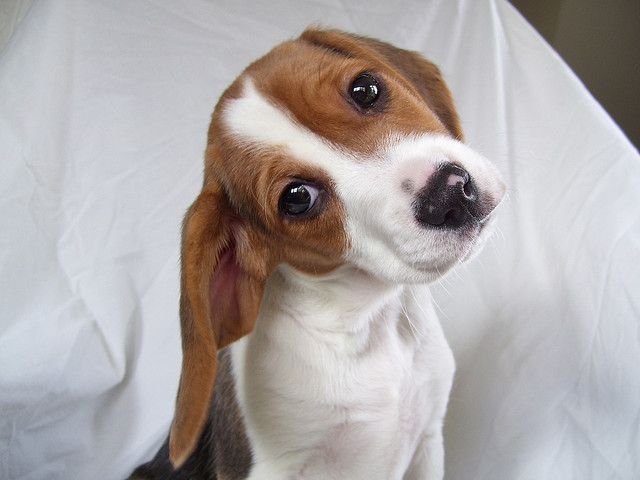 Dsc 004 Cute Dogs Beagle Pets 3
