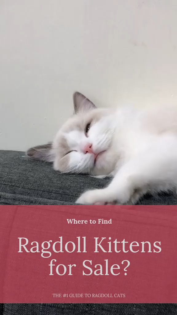 Where to Find Ragdoll Kittens for Sale? ragdollkittens in