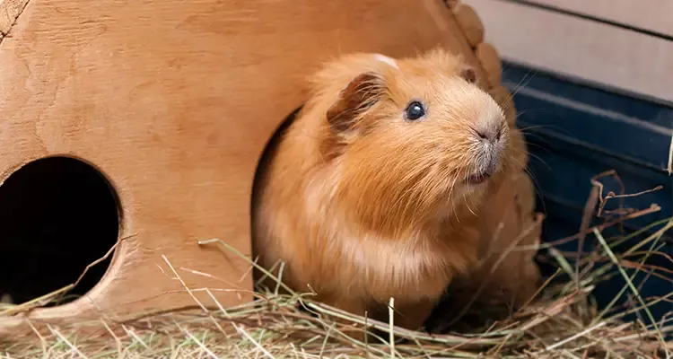 Best Place to Keep a Guinea Pig: Cage & Location – Pocket Pet Central Pig Habitat, Metal Shed, Pocket Pet, Cute Guinea Pigs, New Environment, Above The Clouds, Number Two, Predator, Habitats
