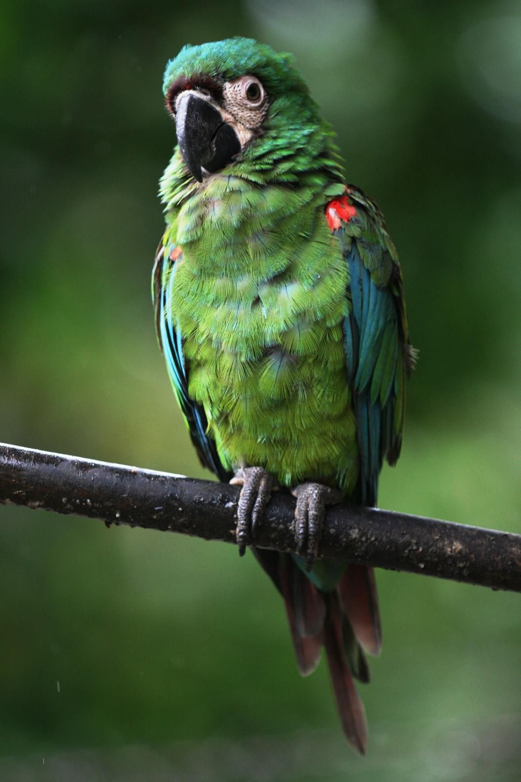 Information about the parrot Ara. Wikipedia does not offer. I will be very grateful Information about the parrot Ara. Wikipedia does not offer. I will be very grateful
