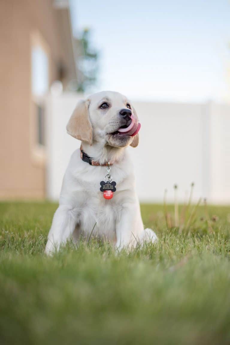 new labrador puppy checklist new labrador puppy checklist