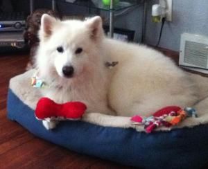 Charlie Is An Adoptable Samoyed Dog In Arlington Heights Il Hi