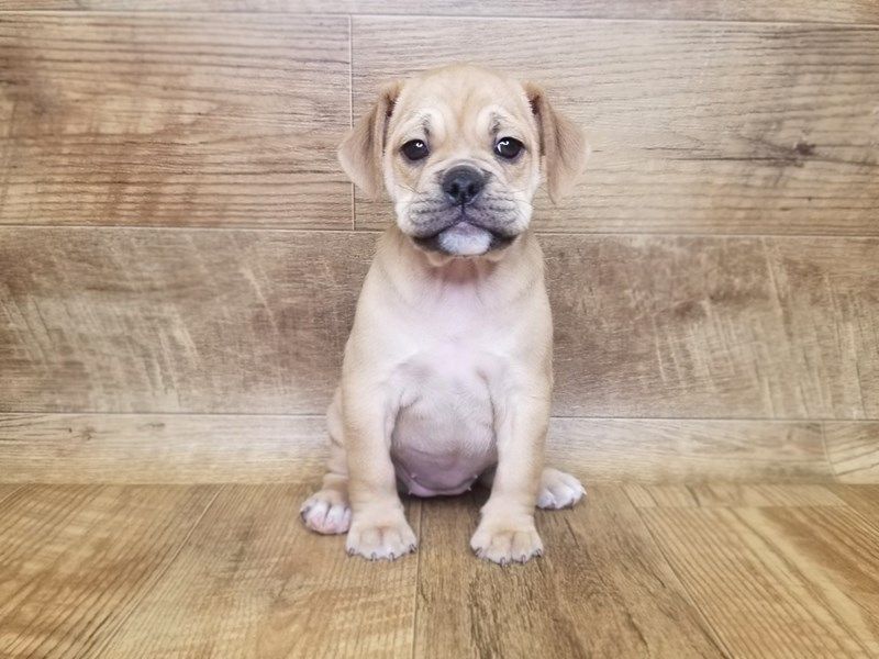 Bull Puggle Google Search Puggle New Puppy Labrador Retriever