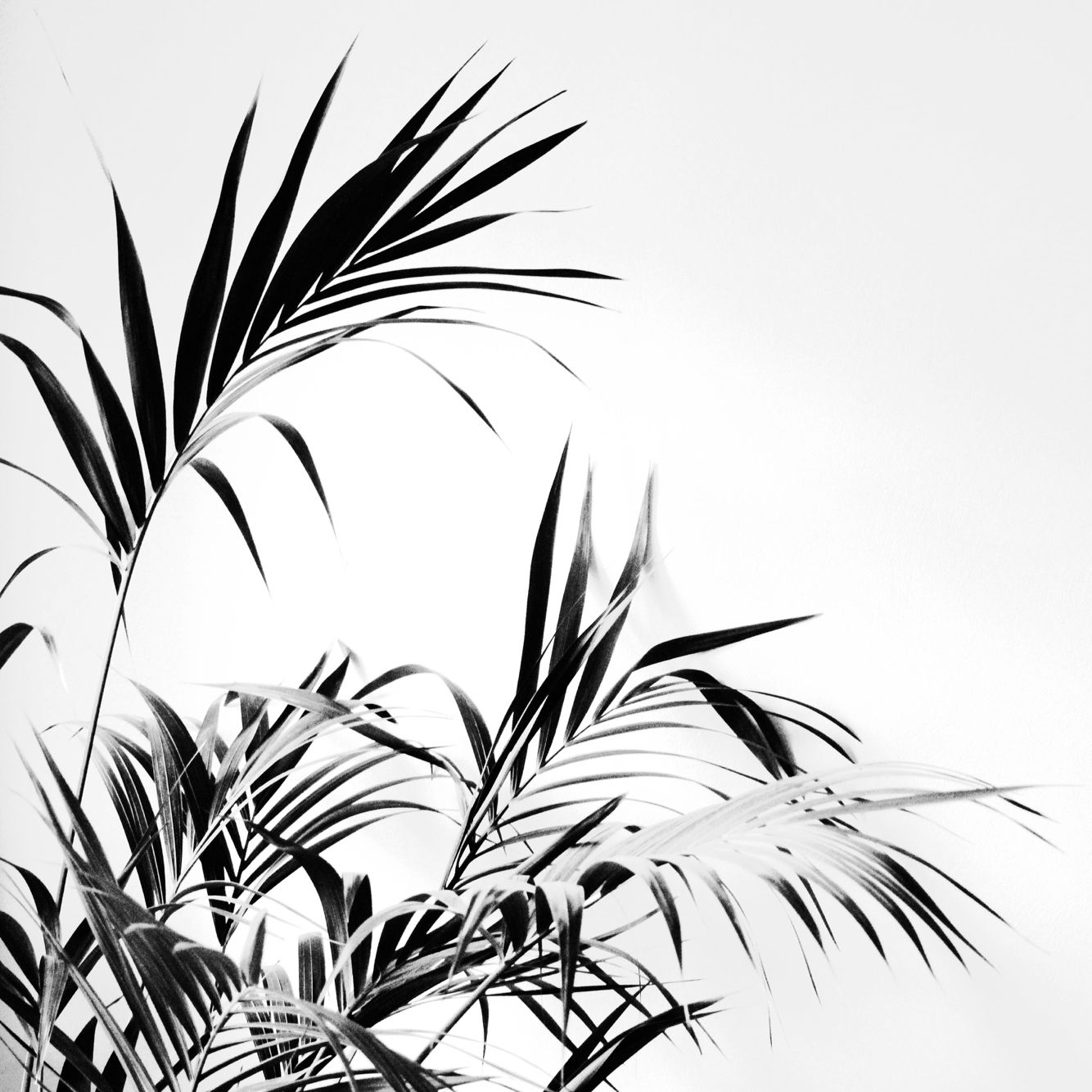 Pin By A On Plants Plant Leaves Flowers pin-by-a-on-plants-plant-leaves-flowers
