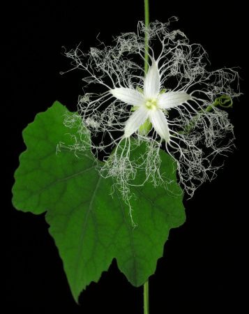 Trichosanthes Cucumeroides Karasu Uri Japanese カラスウリ 白い花 季節の生花種類 Trichosanthes Cucumeroides Karasu Uri Japanese カラスウリ 白い花 季節の生花種類