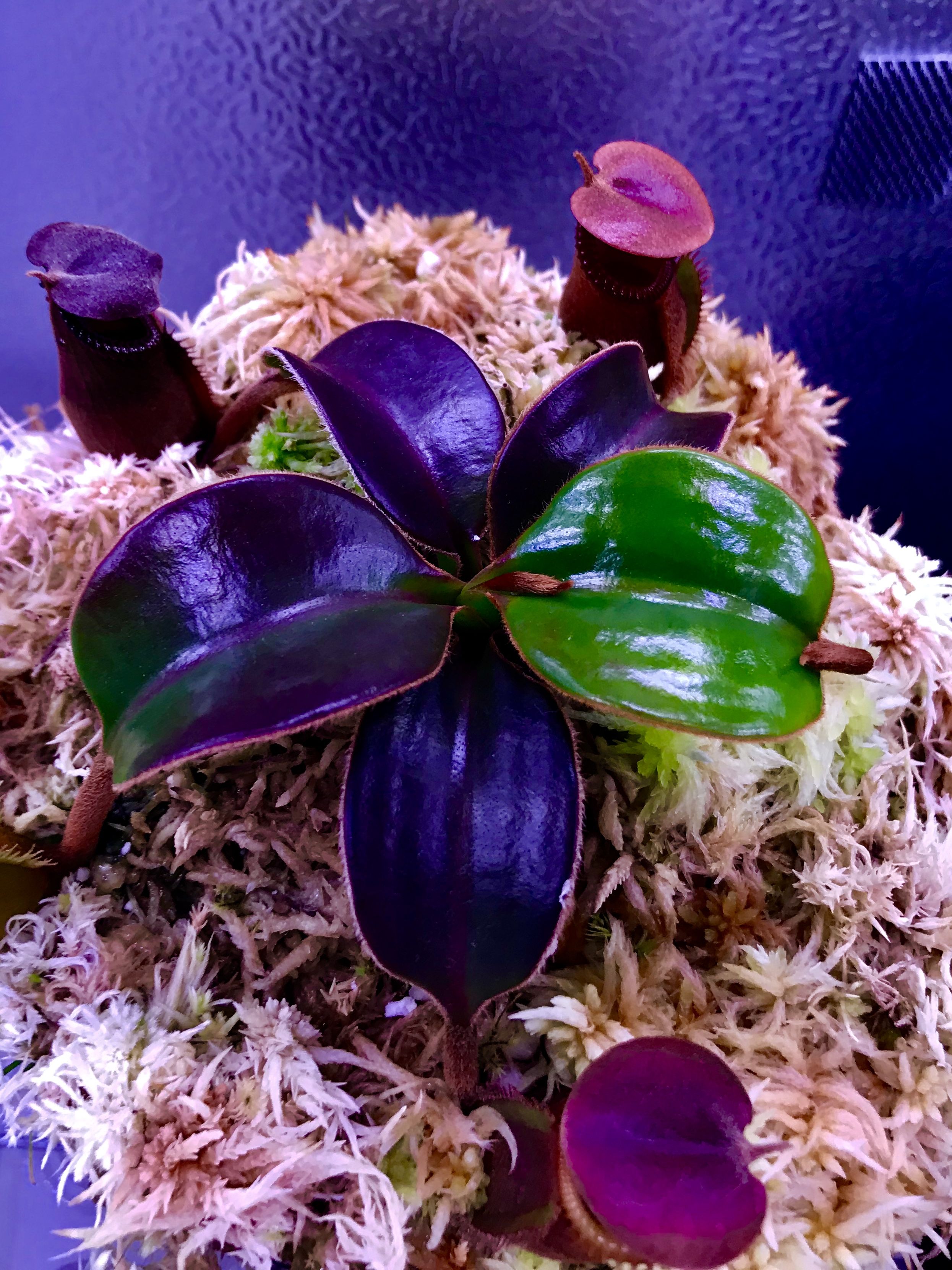 Nepenthes Macrophylla Macrophylla, Carnivorous Plants, Botany, Flowers