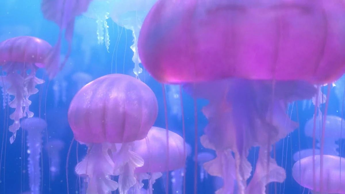 Jellyfish Forest!