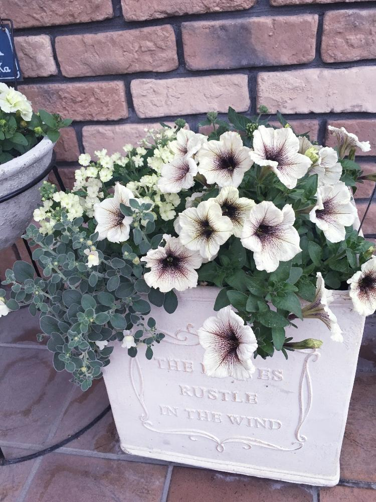 ホワイト系の寄せ植え です 夏は白い花についつい引き寄せられます V ペチュニアカプチーノは咲き始めがほんのりグリーンがかっていてそれがまた素敵です しまえりさんが投稿したバーベナ ラナイ ライムグリーン ペチュニア カプチーノ キンギョソウ アール ホワイト系の寄せ植え です 夏は白い花についつい引き寄せられます V ペチュニアカプチーノは咲き始めがほんのりグリーンがかっていてそれがまた素敵です しまえりさんが投稿したバーベナ ラナイ ライムグリーン ペチュニア カプチーノ キンギョソウ アール