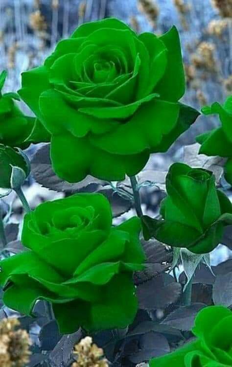 Learn about different types and varieties of roses that you can grow in your garden including climbing roses and English roses. #roses #greenflowers #uniqueroses Beautiful Flowers Pictures, Unusual Flowers, Beautiful Flowers Wallpapers, Rare Flowers, Beautiful Rose Flowers, Flowers Nature, Green Flowers, Amazing Flowers, Flower Images