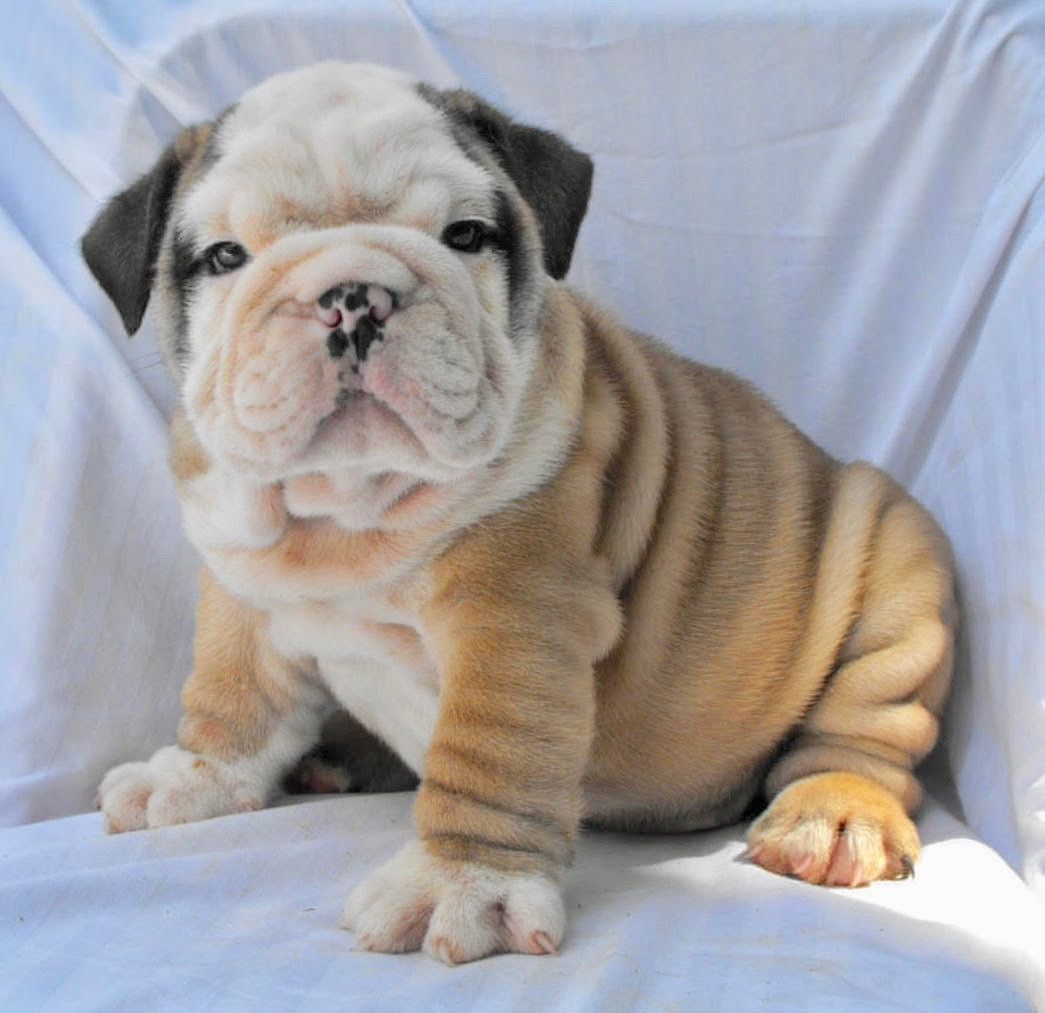 Pin En Bulldog Ingles
