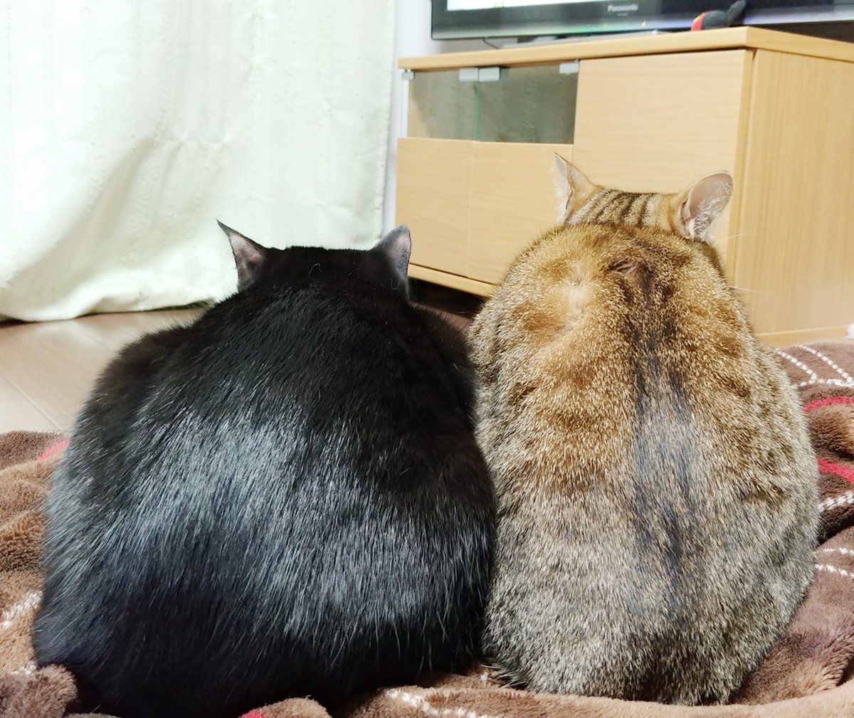 おしりがふたつ 仔猫を拾ったので Petomorrow ペットゥモロー 明日も うちの子 元気 猫 猫 毛 おてて おしりがふたつ 仔猫を拾ったので Petomorrow ペットゥモロー 明日も うちの子 元気 猫 猫 毛 おてて
