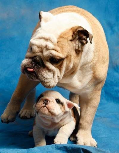 Butler Blue Ii With Trip Blue Iii Bulldog Baby Animals Cute
