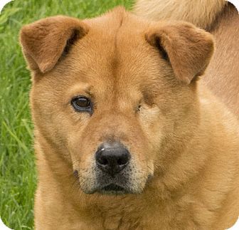 Chicago Il Chow Chow Mix Meet Hendrix A Dog For Adoption