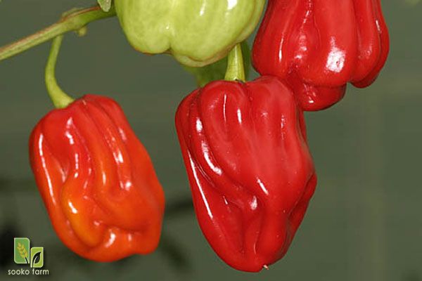 5 HOT and PRODUCTIVE! seeds Aji Chombo chili