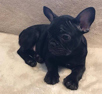 French Bulldog Puppy For Sale In Charleston Sc Adn 35551 On