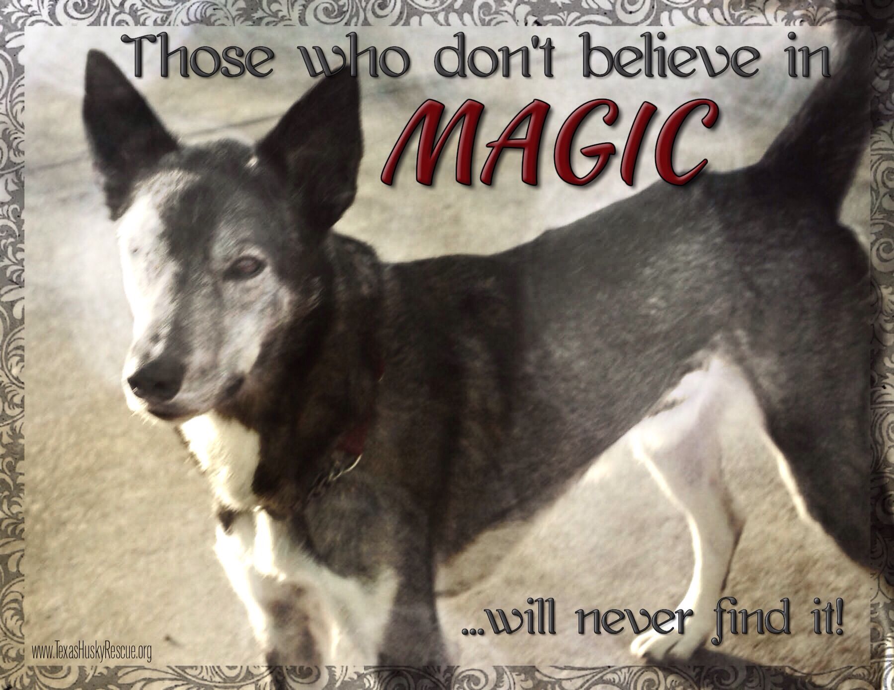 Adoptable Magic Texas Husky Rescue Siberian Husky Husky Funny