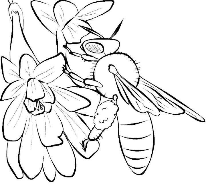 Bee And Flower Coloring Pages Bee coloring pages Online coloring