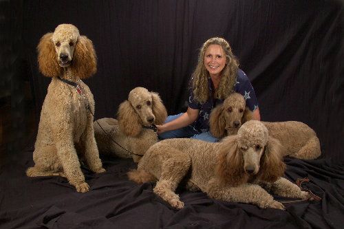 Royal Or Imperial Poodles The Largest Size Of Poodle And