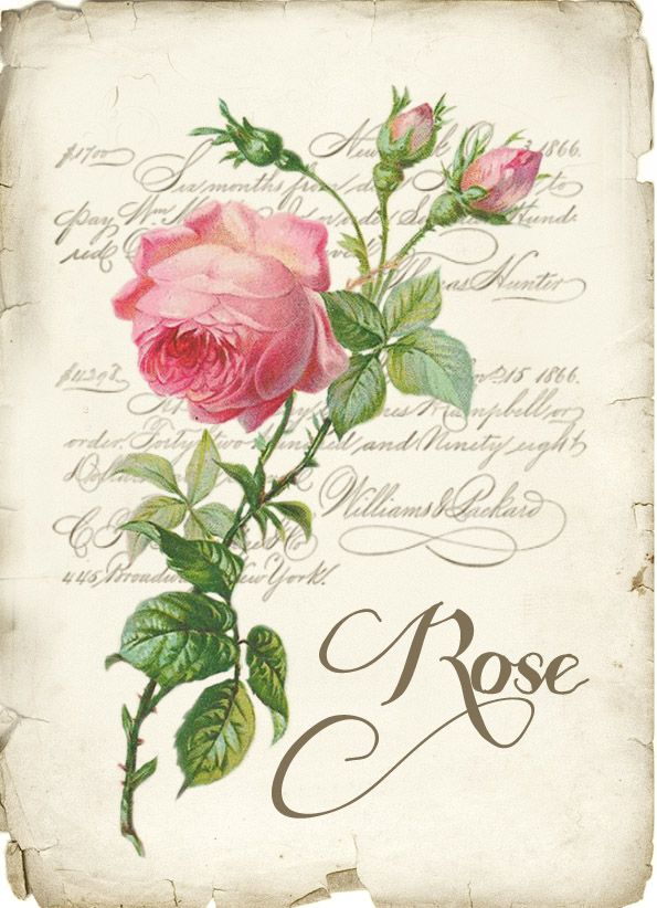 Yellow Rose Printable Wall Art Antique Illustration for Printing 2100 Artwork INSTANT DOWNLOAD Vintage Rose Digital Image Collage