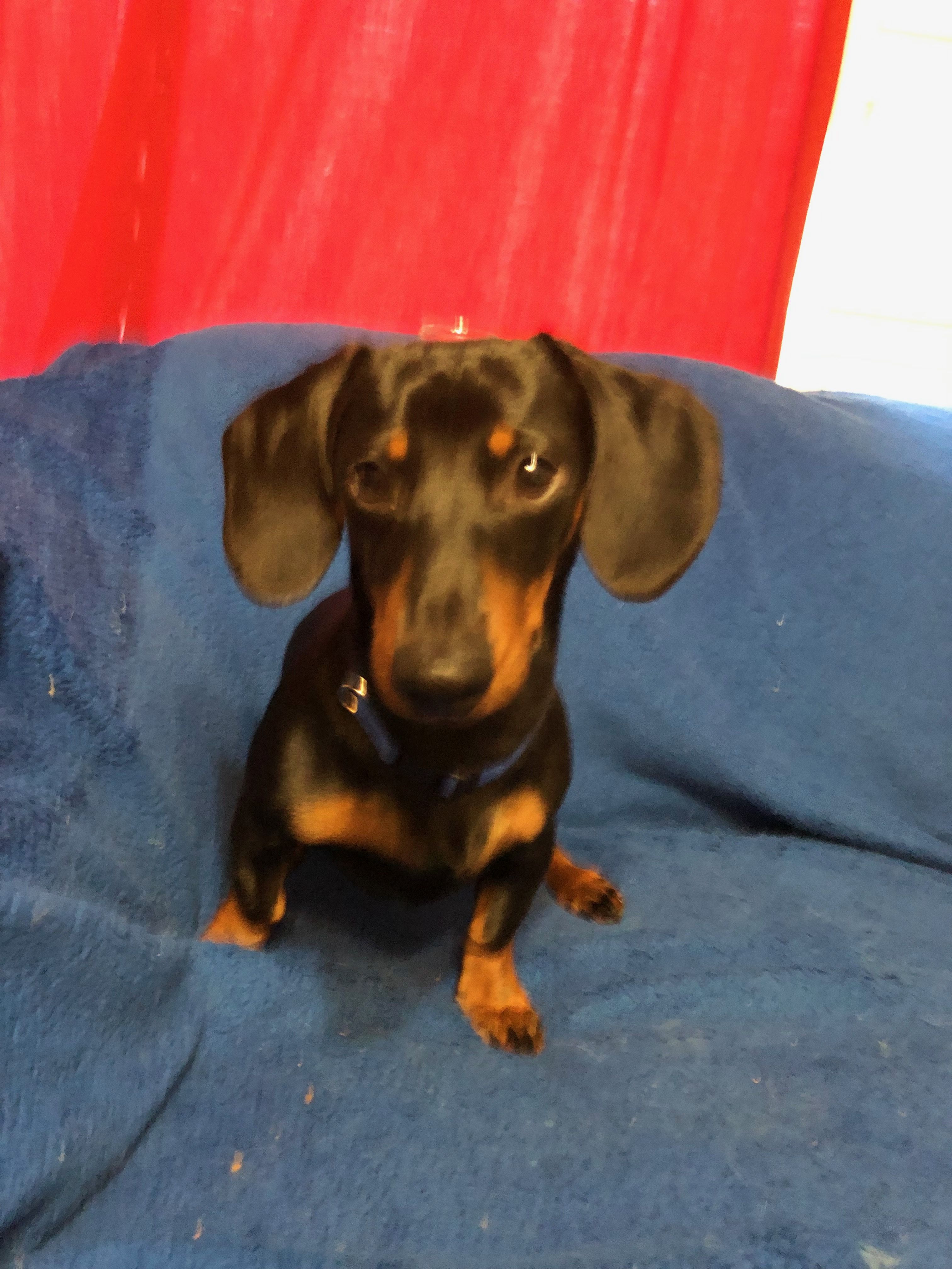 Idea By Paul Carmichael On Dachshunds Funny Funny Dachshund