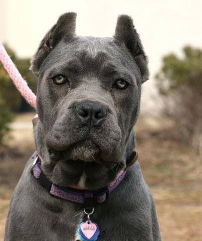 Brava Blue Cane Corso Puppy Cane Corso Dog Cane Corso Corso Dog