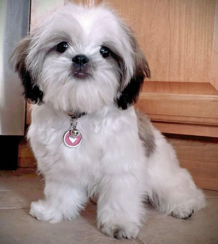 Ellie The Shih Tzu Pictures 1019543 Shihtzu Shih Tzu Puppy