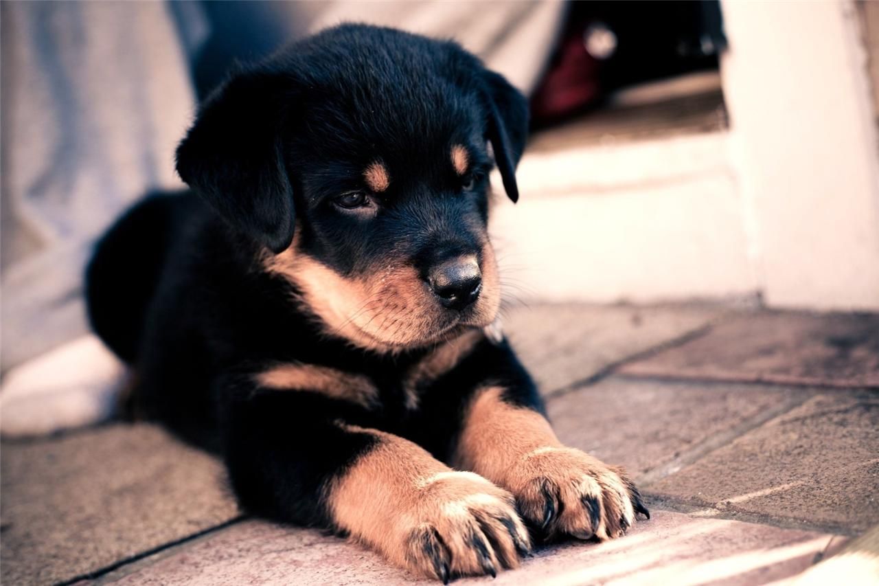 Australian Shepard Husky Mix Welpe In Bayern Schollnach Mischlinge Und Mischlingswelpen Kaufen Ebay