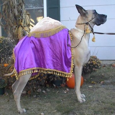 14 Adorable Dogs In Halloween Costumes Pictures Dog Halloween