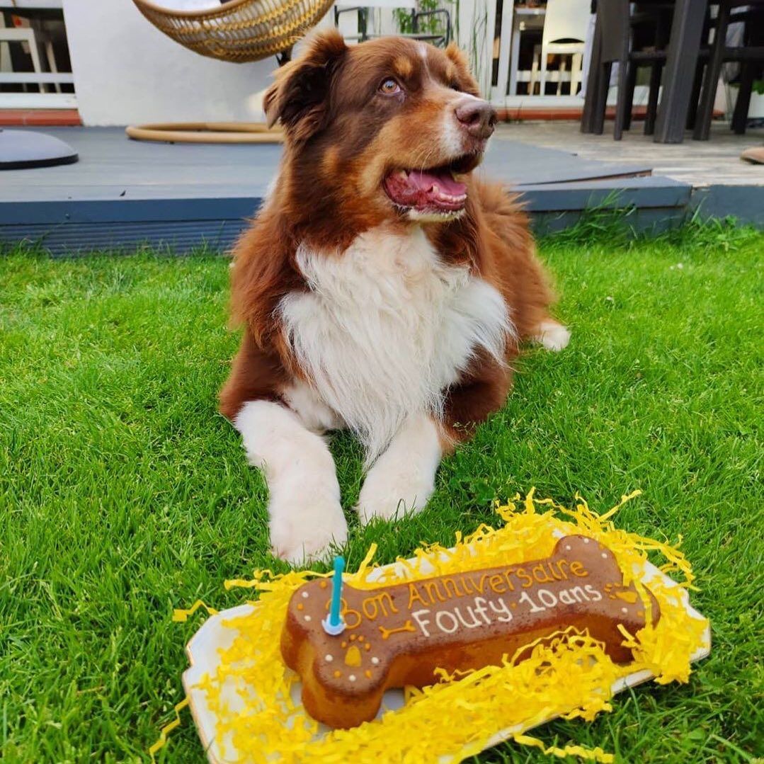 Epingle Par La Boulangerie Pour Chiens Sur Chien Anniversaire Chien Chien Francais Chiens Heureux Epingle Par La Boulangerie Pour Chiens Sur Chien Anniversaire Chien Chien Francais Chiens Heureux