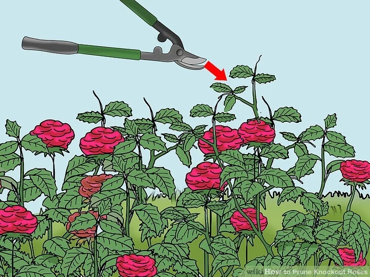 Properly Pruned Knockout Rose Late Winter Is The Right Time To Prune Summer Blooming Shrubs Like Knockout Roses Growing Gardens Pruning Knockout Roses