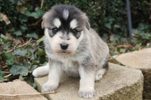 Siberpoo Siberian Husky Poodle Mix Info Temperament Puppies