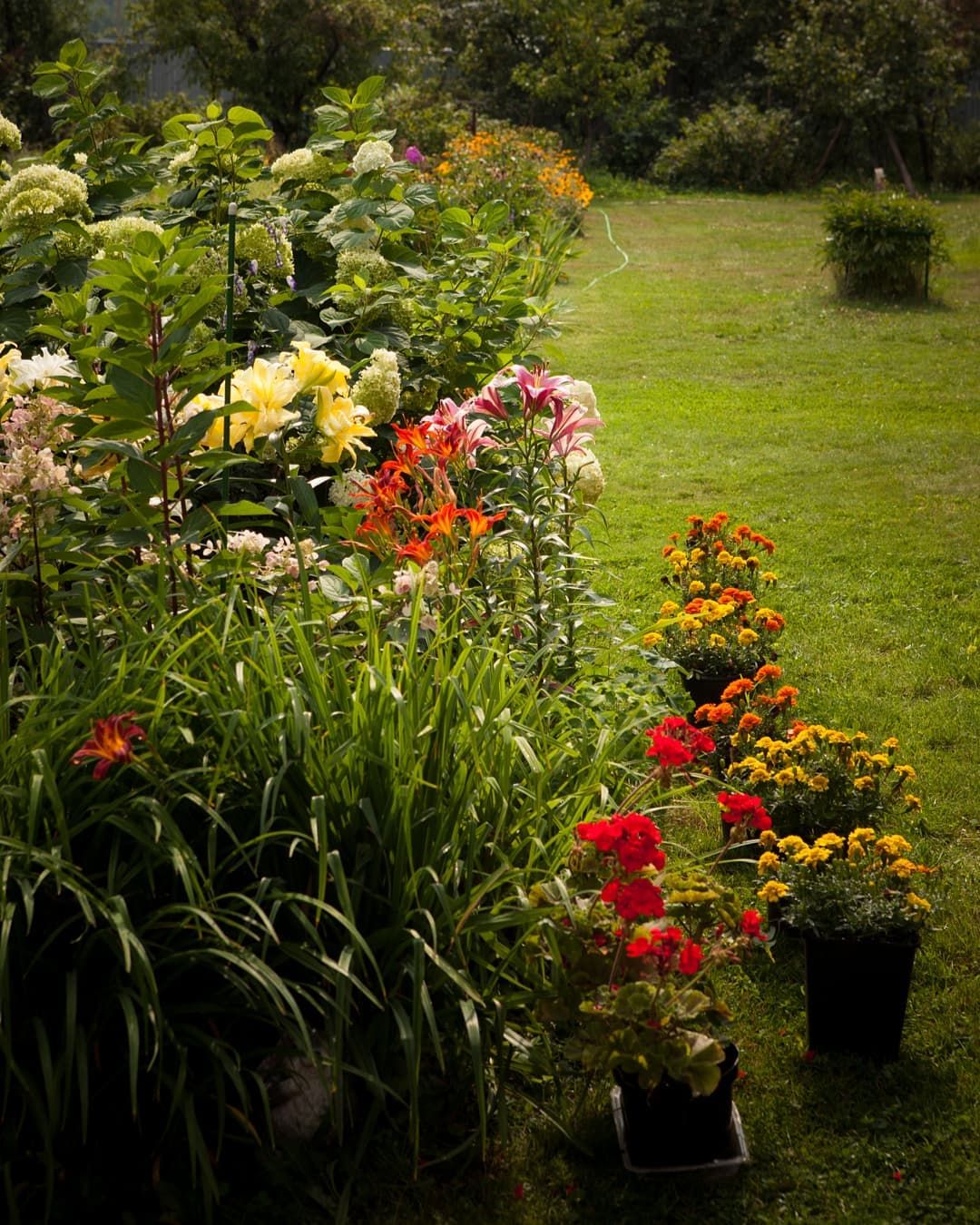 Plants, Plant, Planets