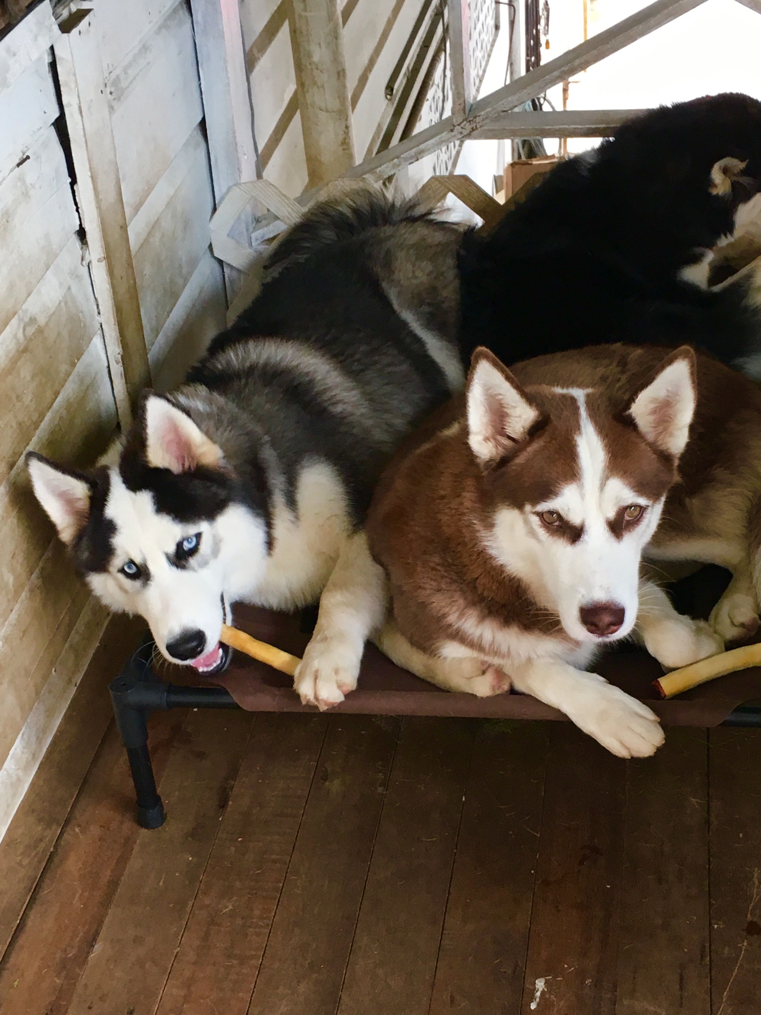 Huskies | Siberian Husky | Pinterest | Siberian huskies, Dog and Doggies | Siberian Husky Puppies Dc Area
Huskies | Siberian Husky | Pinterest | Siberian huskies, Dog and Doggies | Siberian Husky Puppies Dc Area