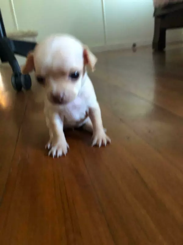 Puppies chihuahua Dogs & Puppies Gumtree Australia