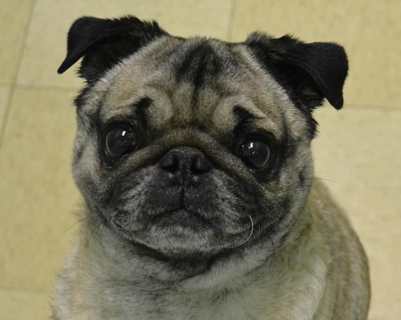 Adopt Squishy On Pug Pictures Dogs Losing A Pet