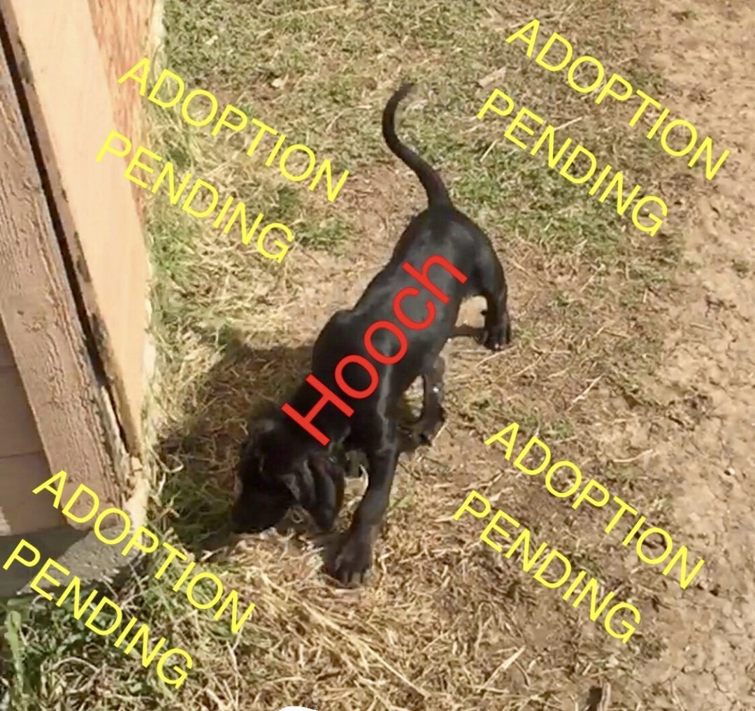 Catahoula Leopard Dog Puppies For Sale Texas Hooch A Male NALC Louisiana Catahoula Leopard Puppy in