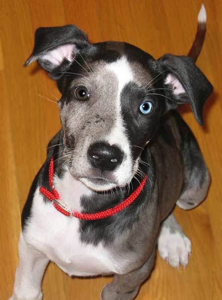 gorgeous great dane pup dogs pinterest