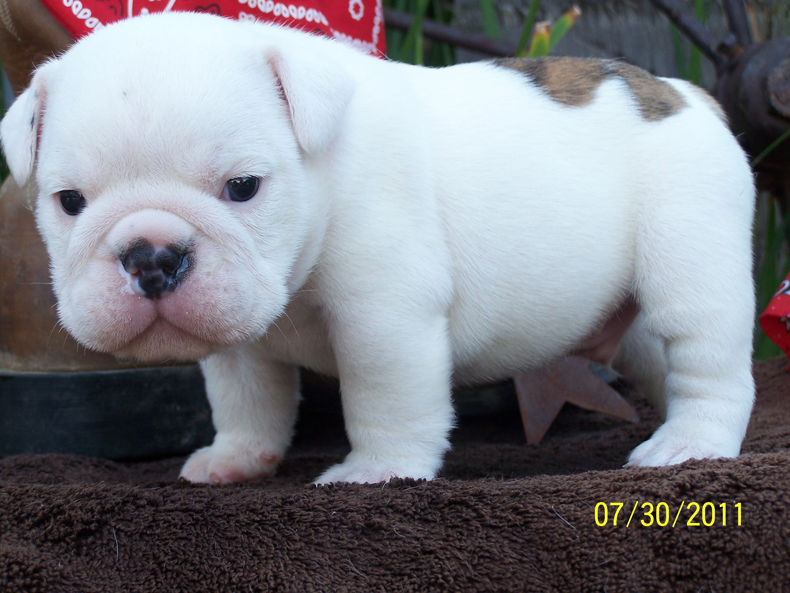 Www Woodcreekranchbulldogs Com English Bulldog Puppies English
