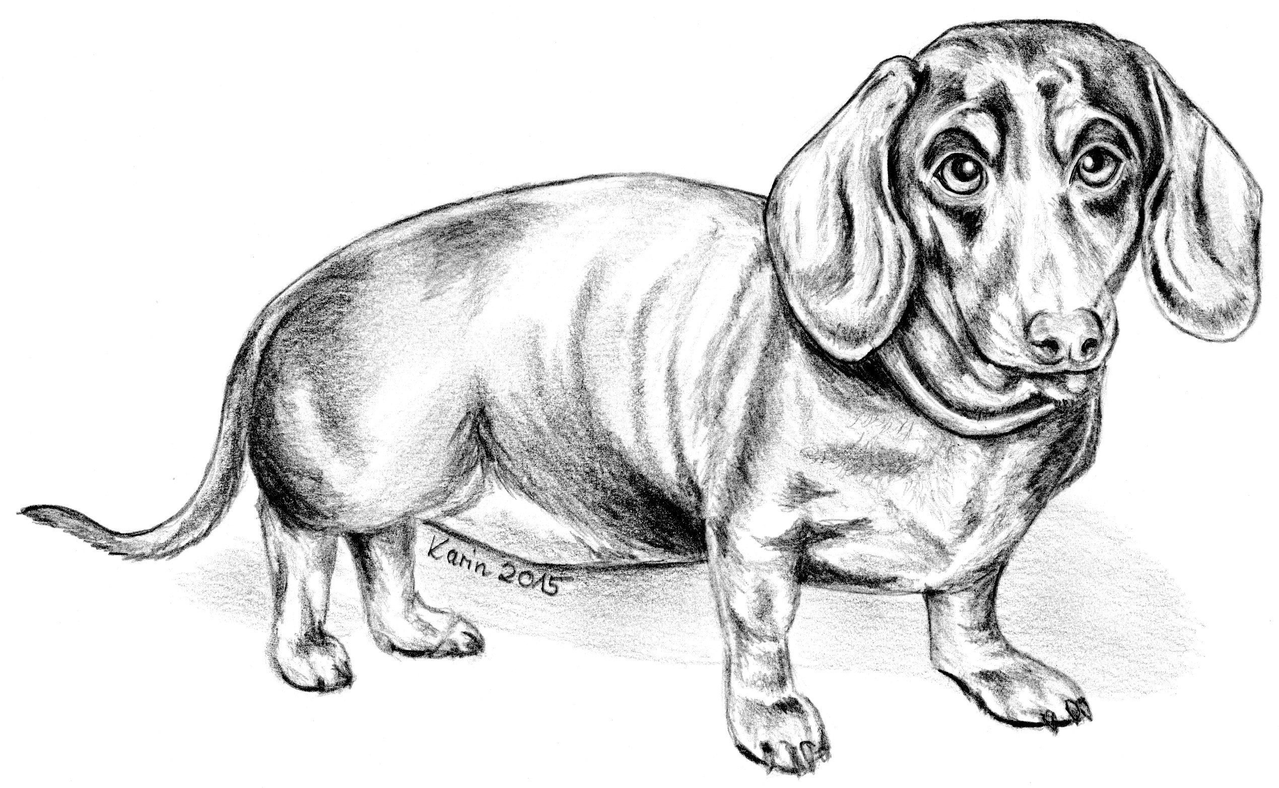 Mein Hund Amy mydogandmore Webseite | Hund zeichnen Zeichnungen mydogandmore Webseite | Hund zeichnen, Jack