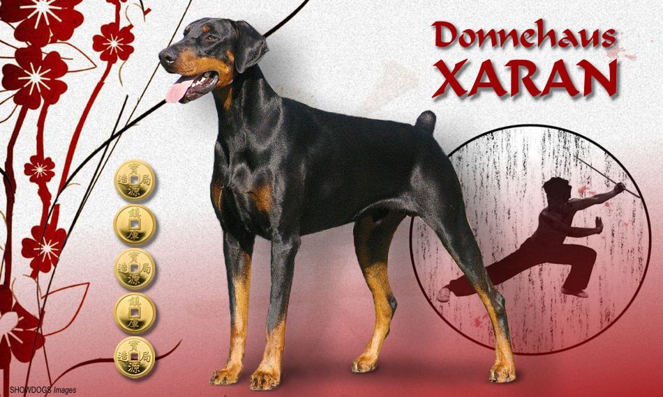 Donnehaus Xaran Doberman Dogs And Dobermann In South Africa
