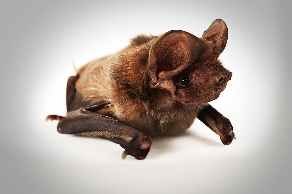 The World S Rarest Bat Is Discovered Living On A Golf Course In The World S Rarest Bat Is Discovered Living On A Golf Course In Miami Takepart