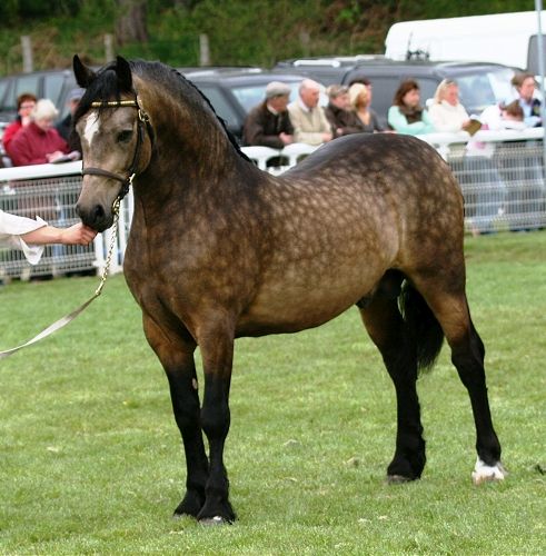 Stunning, dappled bay Welsh Cob - best of welsh pony coloring pages Stunning, dappled bay Welsh Cob - best of welsh pony coloring pages