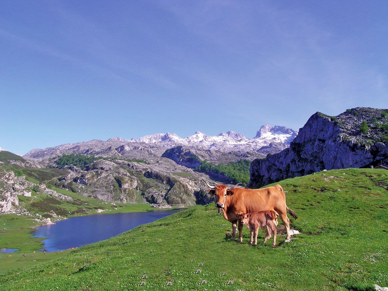 Diez Lagos Muy Espectaculares Del Mundo Lagos De Covadonga Picos De Europa Parques Nacionales