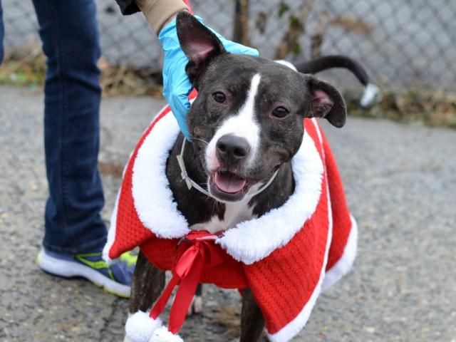Animal Humane Society Staten Island Animal Humane Society Staten Island
