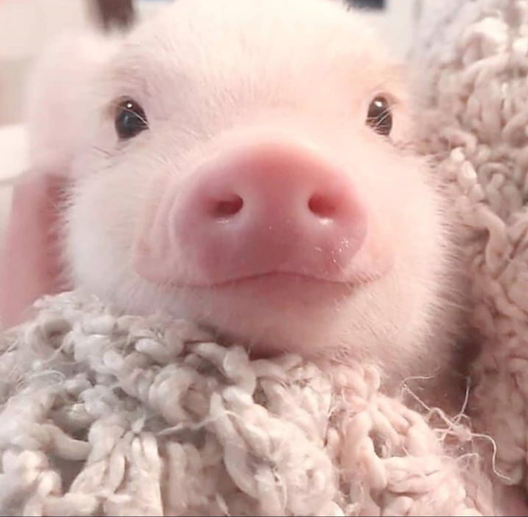 "Mi piace": 5,211, commenti: 54 - 🐷Cute pig videos and Photos!!🐷 (@piigoink) su Instagram: "🐽Follow @piigoink for more!🐽 . . . 📸by: DM or removal! 💙 . . . . #cutepiggies #cutepig #piglover…" Tiny Pigs, Micro Pigs, Pet Pigs, Cute Baby Pigs, Cute Piglets, Cute Babies, Animals Images, Funny Animals, Funny Animal Pictures