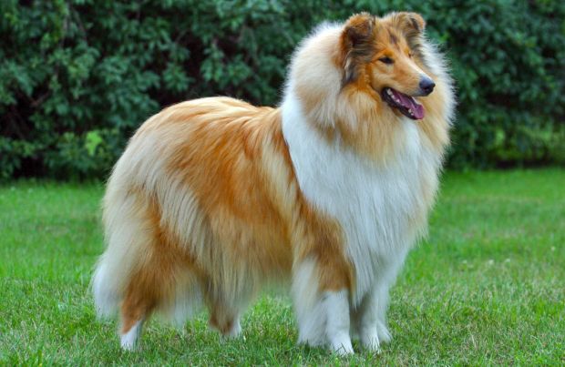 Collie Dog Rough Collie Collie Dog Dog Breeds