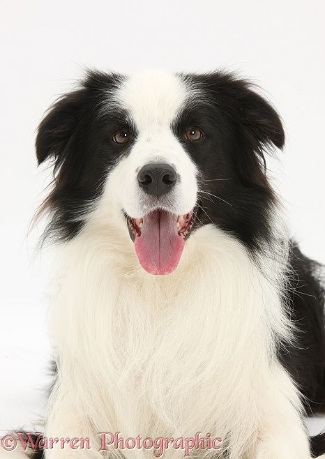 Black And White Border Collie Dog White Border Collie Border