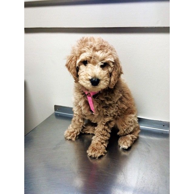 First Vet Visit Goldendoodle Puppy Golden Retriever And