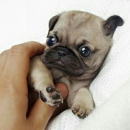 Have You Seen A Teacup Baby Pug Before Cute Baby Pugs Baby